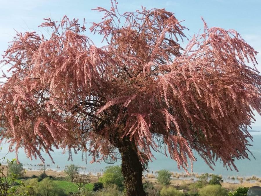 B&B Torre Del Lago Trasimeno Passignano sul Trasimeno Exterior photo